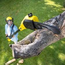 Best Tree Risk Assessment  in New Martinsville, WV