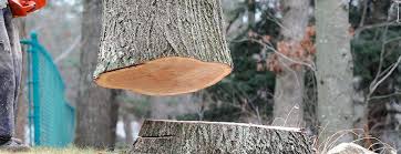 Reliable New Martinsville, WV Tree Care Solutions