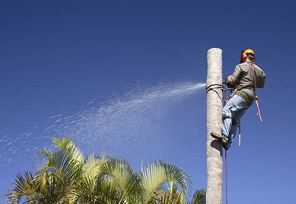 Best Arborist Consultation Services  in New Martinsville, WV