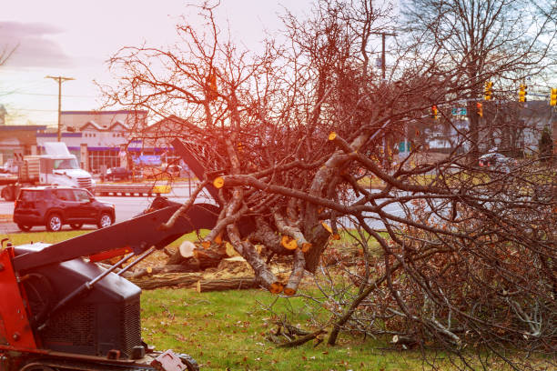 Best Emergency Tree Removal  in New Martinsville, WV