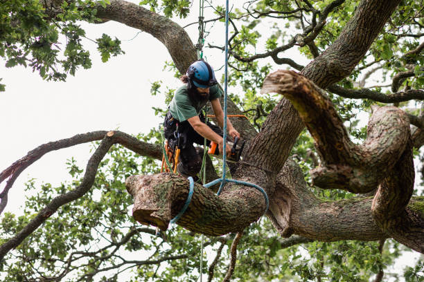 Best Tree and Shrub Care  in New Martinsville, WV