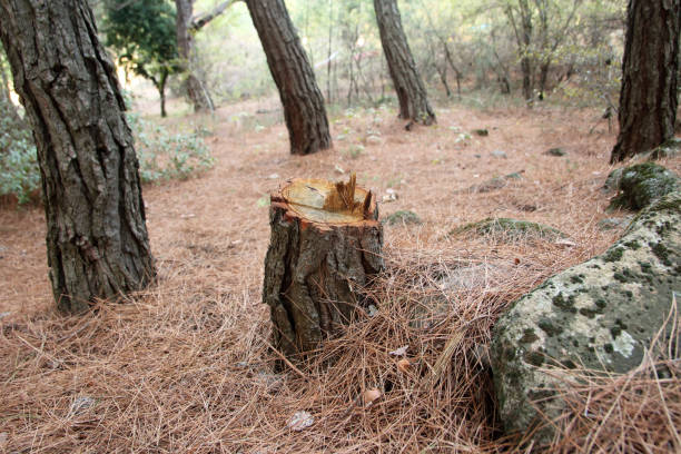 Best Tree Maintenance Programs  in New Martinsville, WV