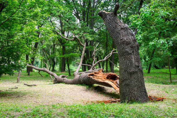 How Our Tree Care Process Works  in  New Martinsville, WV