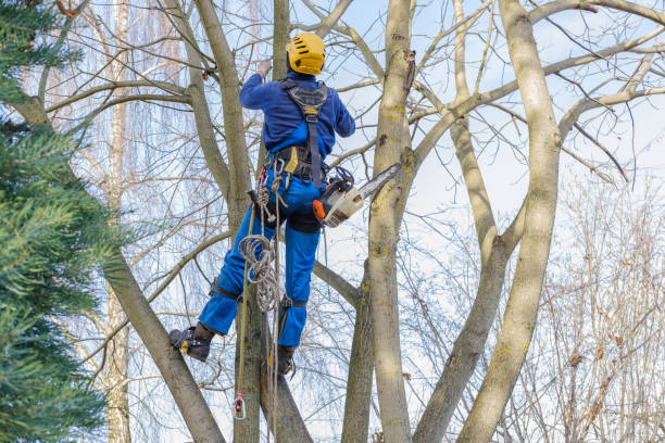 Best Tree Removal  in New Martinsville, WV