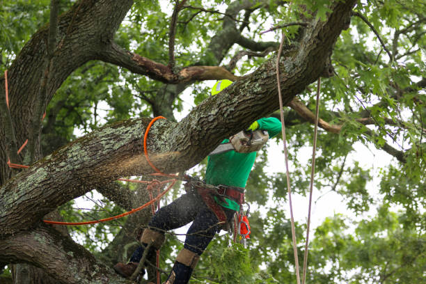 Best Palm Tree Trimming  in New Martinsville, WV
