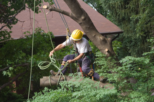 Best Seasonal Cleanup (Spring/Fall)  in New Martinsville, WV