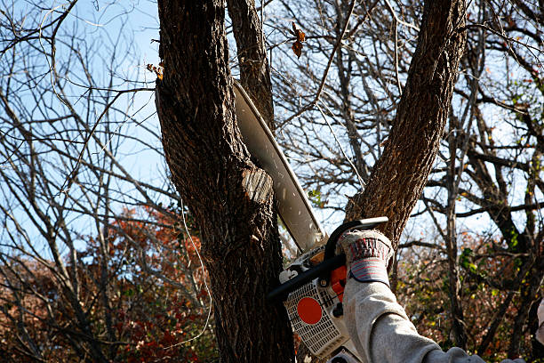 Best Storm Damage Tree Cleanup  in New Martinsville, WV