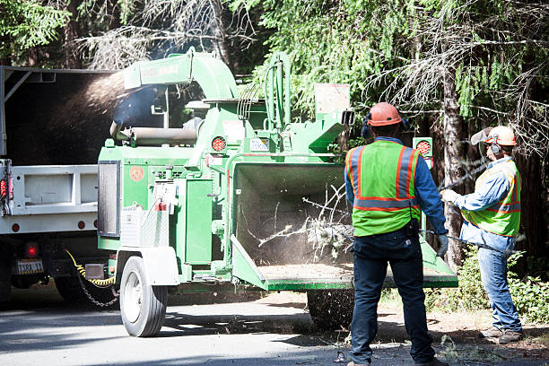 Best Utility Line Clearance  in New Martinsville, WV