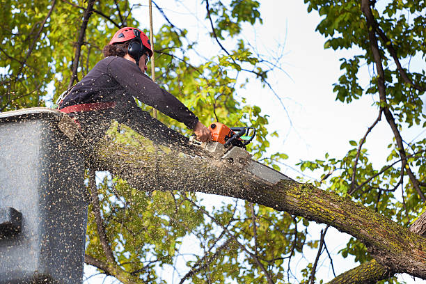Best Leaf Removal  in New Martinsville, WV